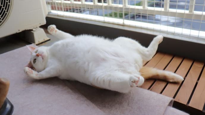今朝のシロ