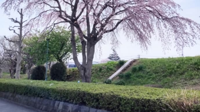 厚木・小鮎川河川敷名物の枝垂れ桜