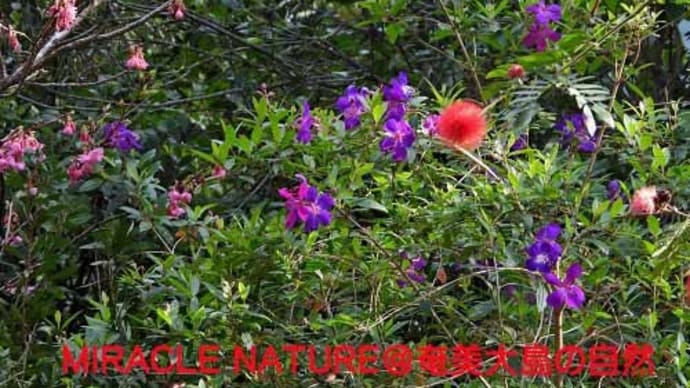 温室植物と共にカンヒザクラ
