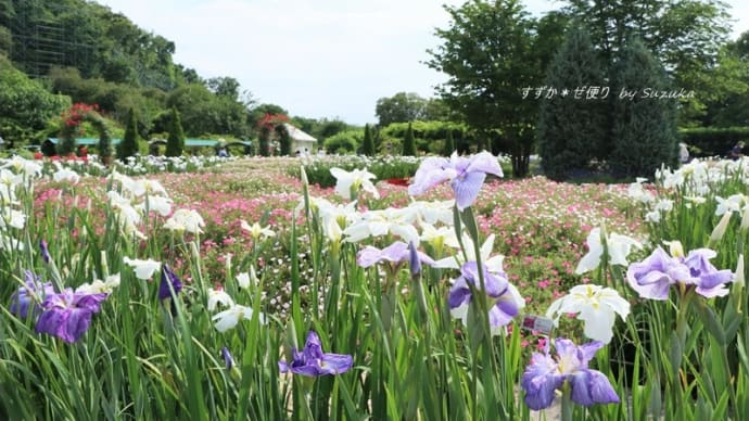 花菖蒲咲く庭 ~「あしかがフラワーパーク」にて