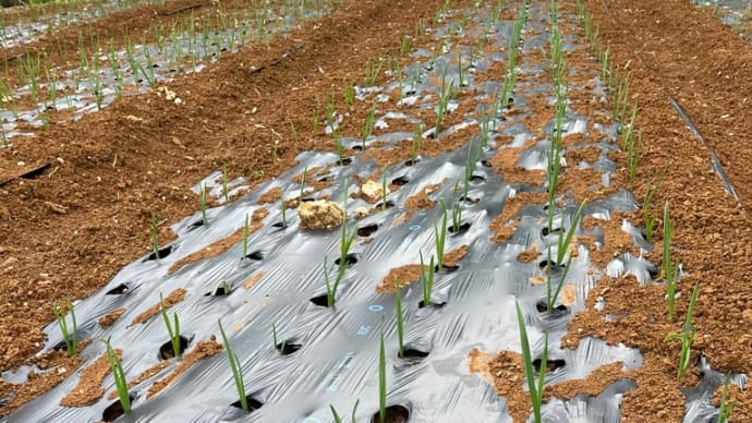 完全無農薬ニンニク栽培/植え付け2週間で99%発芽