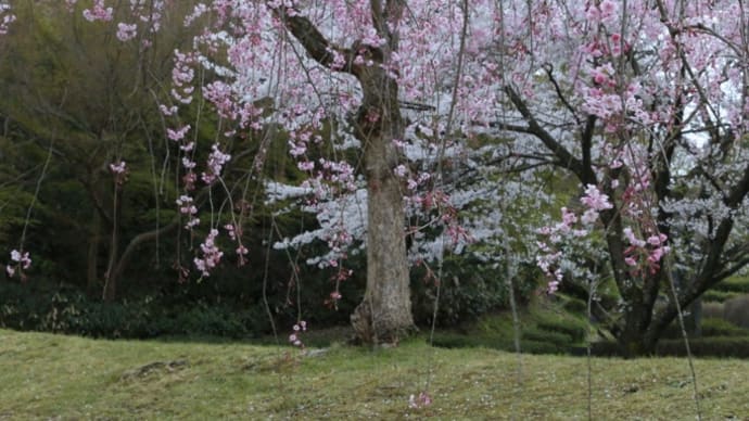 桜　⑥