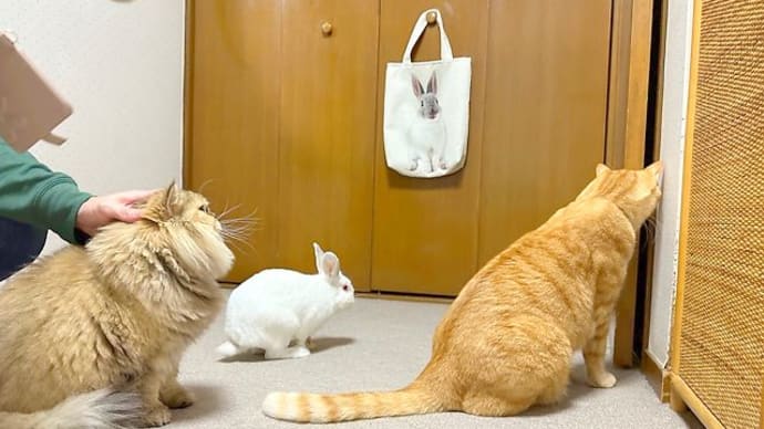 みんな同じポーズ。