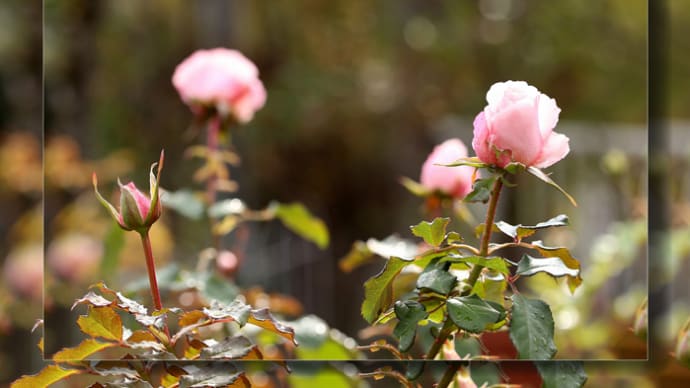 ロサ・ベルモンテようやく開花