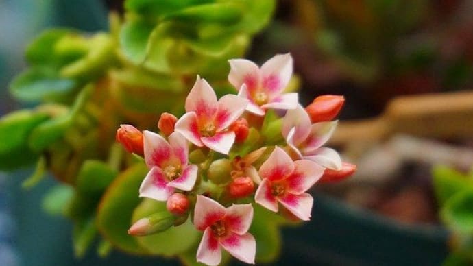 卓球・レディース連盟団体ダブルス戦/多肉植物の花/オキナグサの種子/ヤツデの種子