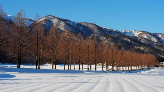 雪景色のメタセコイヤ並木道
