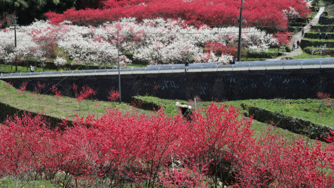 ８０系ハリアーハイブリッドの高速燃費と４年ぶりに島根県邑智郡（おおちぐん）邑南町（おおなんちょう）の川角（かいずみ）集落へ花桃を見に行ってきました。