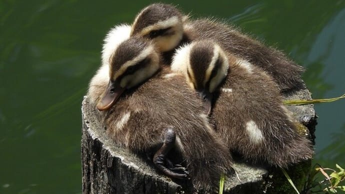 元気にいたカルガモの赤ちゃん~