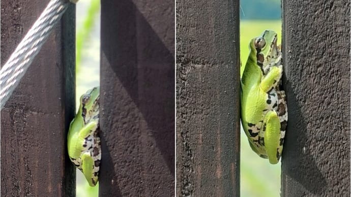 ワイドクラックの達人、畑の恵み、住人達