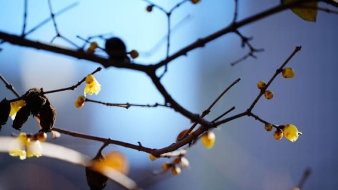 早春を彩る黄色い花（板橋区立赤塚植物園 2024.1.12撮影）