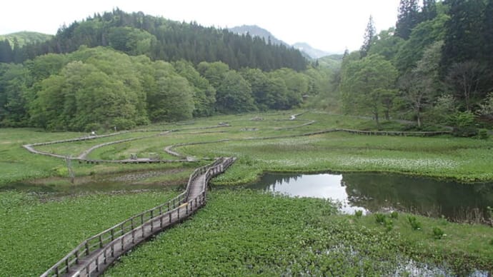 たきがしら湿原2025初夏