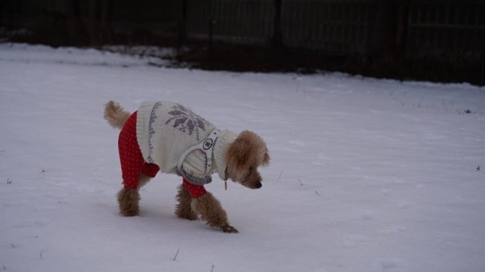 雪のドッグラン