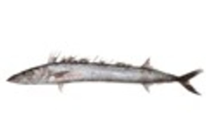 ナガタチカマス