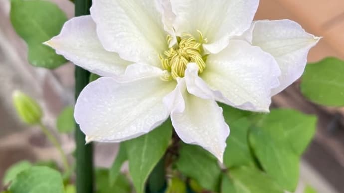 もう…また雨です〜恵の雨とも言えるけど〜*クレマチスシロタカの開花*