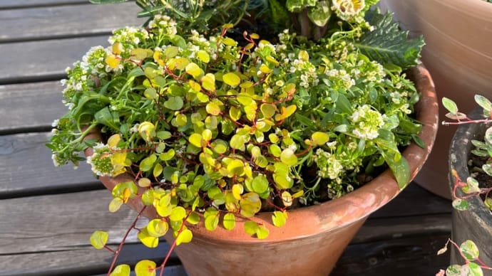 春はもう少しかな🙄せめて寄せ植えは春らしく😊