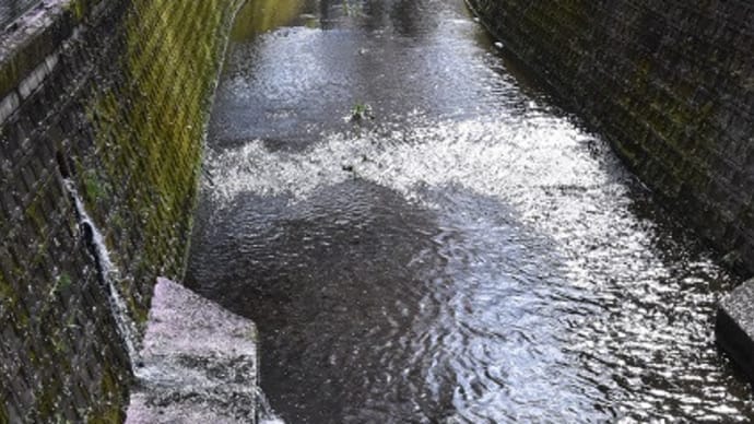 白子川のサクラ並木は大分散り出しています 18