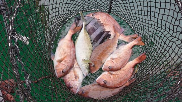 はざま浦釣り堀センターへ久々の釣行