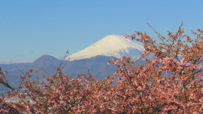 篠窪（しのくぼ）の隣町 四季の里の河津桜がもうすぐ満開です(2023/02/22）