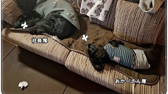 犬ソファー