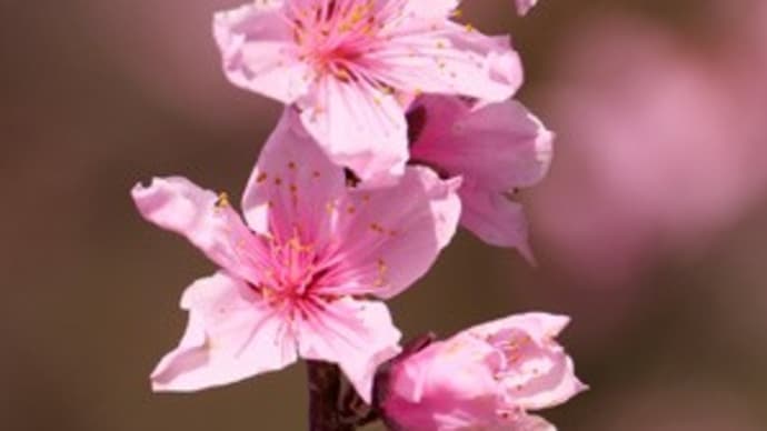 東谷山フルーツパークでカリンと桃の花