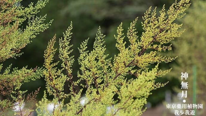 薬用植物園、10月。