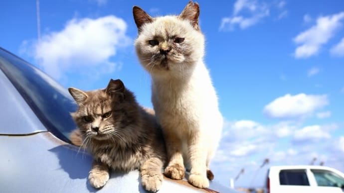 瀬戸内G島の猫たち 2025年2月 その7