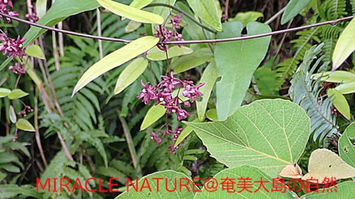 蔓植物:トキワカモメヅル