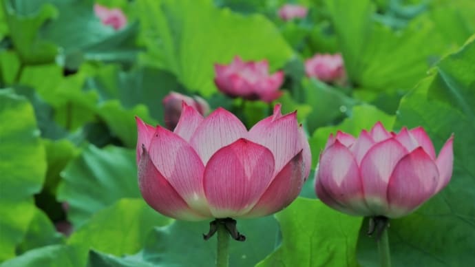 Lotus in the mud