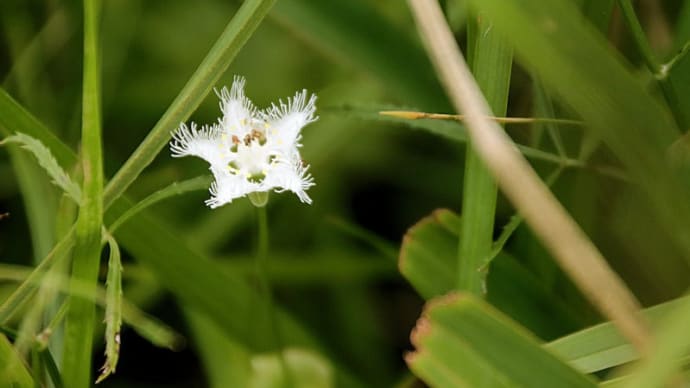 タデ原湿原の花(シラヒゲソウ)、慈恩の滝