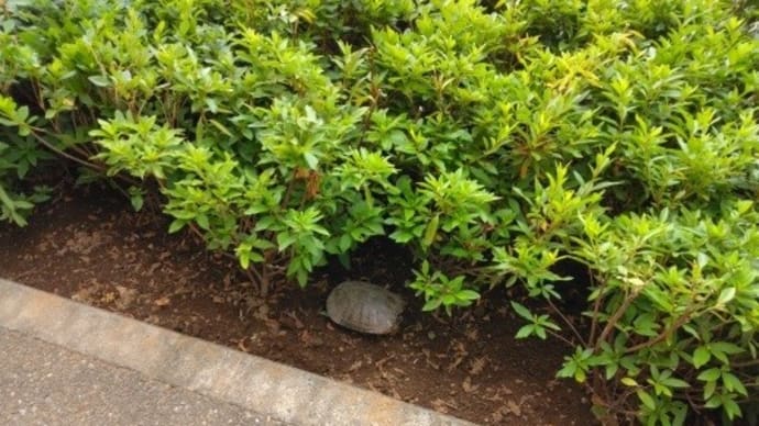 ひとりじゃないの