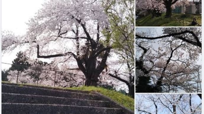 高校生の乙川弘文老師をも見守った葵中の桜 樹齢百年近いようです!