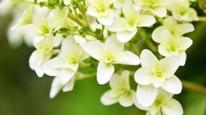 柏葉紫陽花