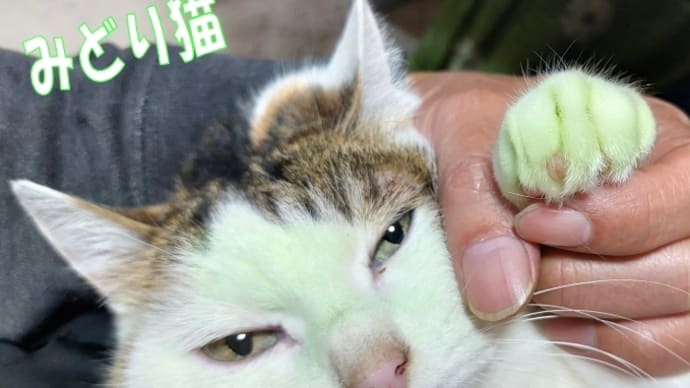 緑の顔になった猫🐱結局原因不明～＆リンガーチャーハンが以外に美味しかった