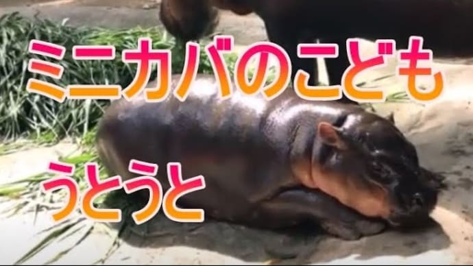 うとうとするミニカバの子どもをご覧ください。zoo 動物園