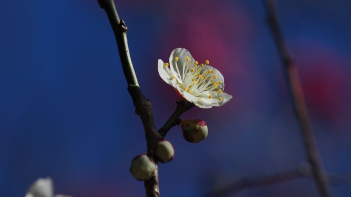 みやびたる花と我れ思ふ