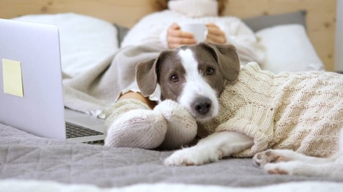 犬の飼育ガイド:必要なことはすべてここにある、集めよう!