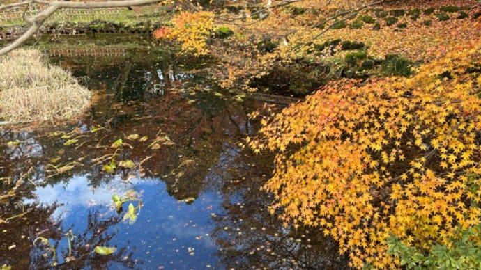 晩秋の公園は色鮮やか
