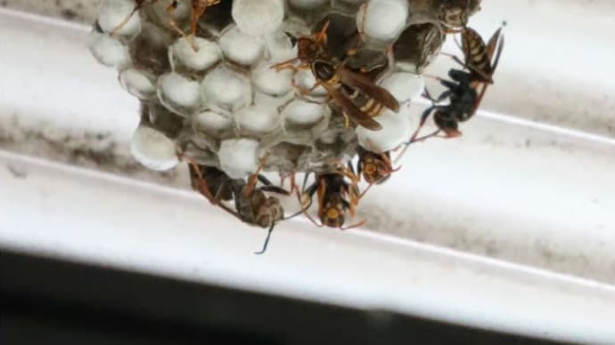 続　　「ワ～納屋に足長蜂の巣が大量に」衝撃の真実？