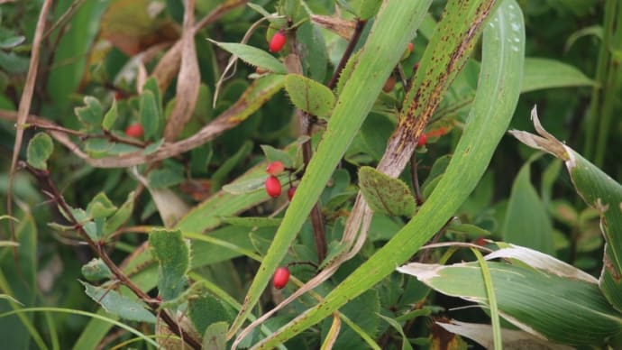 白馬　八方尾根の花　その５　１０種