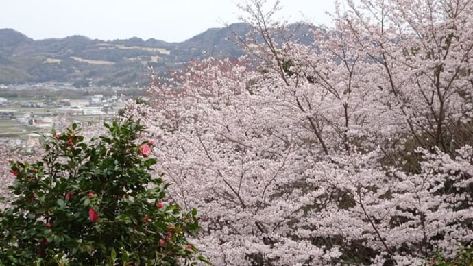 20220328 こちらはサクラ満開〔番外(花見)ｳｵｰｸ/阿波史跡公園(徳島市国府町)〕