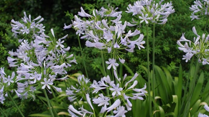 夏の花 ・・・ アガパンサス