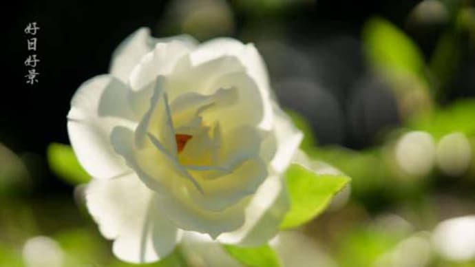 白いバラの写真を集めてみました