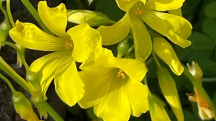 野の花