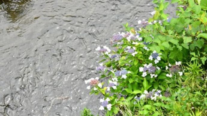 健気に咲く紫陽花