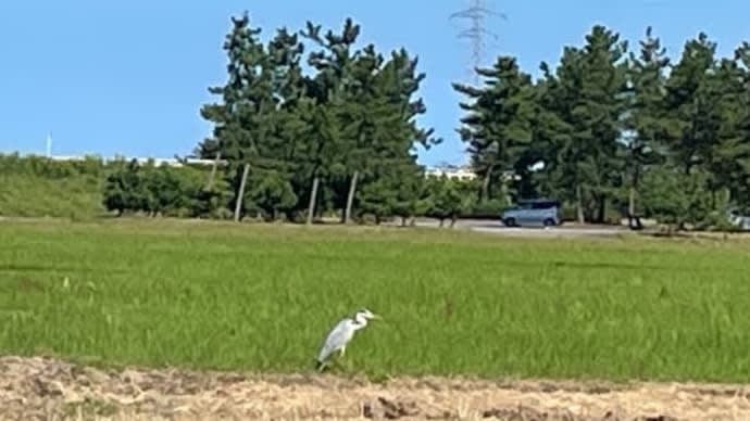 2021/10/08 サギを見守ってる今日このごろ❣️