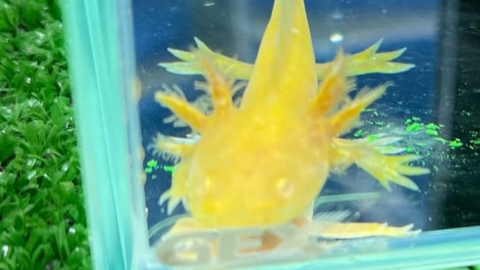 ゴールデンウーパールーパーベビー