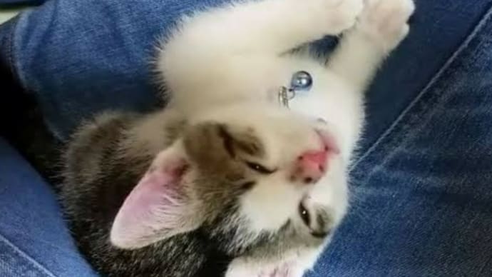 おはようございます(о´∀`о)