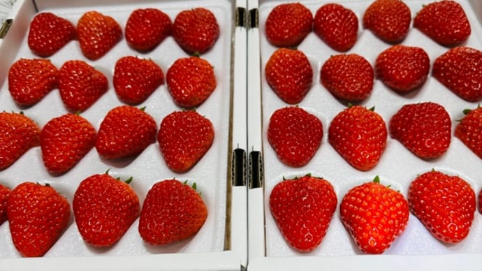 いちご🍓が届いた