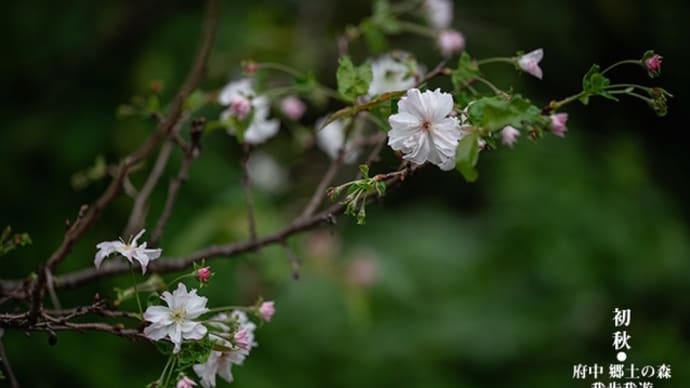 十月桜・・・。