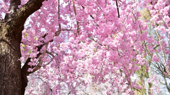桜のお寺にもう一度。